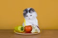 Sad cat on a diet before the emptiness of plate Royalty Free Stock Photo