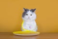 Sad cat on a diet before the emptiness of plate Royalty Free Stock Photo