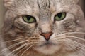 Sad cat face macro photo Royalty Free Stock Photo