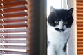 A sad cat with a funny black and white face sits on a window next to brown blinds. Shallow depth of field Royalty Free Stock Photo