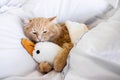 Sad cat hug toy duck on bed. Feline depression. Sad cat. Bored cat. Royalty Free Stock Photo
