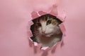 Sad cat looking thru torn pink paper hole