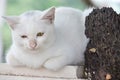 Sad Cat lying on a pole and old dry tree Royalty Free Stock Photo