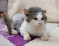 Sad cat in refuge. Cat, resting cat on a sofa,cute funny cat close up, young playful cat, domestic cat, relaxing cat Royalty Free Stock Photo
