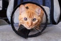 Sad cat in a veterinary collar, closeup portrait