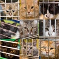 Sad cats in cages at the shelter. Royalty Free Stock Photo