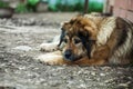 Sad Caucasian shepherd dog lying on the ground near the house