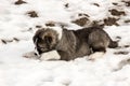 Sad Caucasian shepherd dog Royalty Free Stock Photo