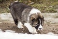 Sad Caucasian shepherd dog