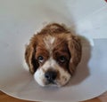 Sad cavoodle wearing the cone of shame looking at the viewer Royalty Free Stock Photo