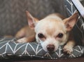 Sad Chihuahua dog lying down in gray teepee tent, looking at camera. Pet behavior concept Royalty Free Stock Photo
