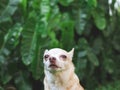 Sad chihuahua dog sitting on green grass in the garden, crying with tears in his eyes Royalty Free Stock Photo