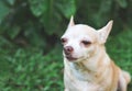 Sad chihuahua dog sitting on green grass in the garden, crying with tears in his eyes Royalty Free Stock Photo