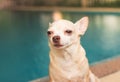 Sad chihuahua dog sitting by swimming pool and crying Royalty Free Stock Photo