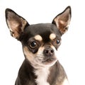 Sad Chihuahua with Tear in Eye Royalty Free Stock Photo