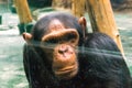 Sad chimp Royalty Free Stock Photo