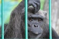 Sad chimpanzee Royalty Free Stock Photo