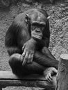 Sad chimpanzee Royalty Free Stock Photo