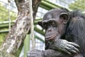 Sad chimpanzee Royalty Free Stock Photo