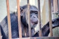 Chimpanzee Behind the Bars Pan Troglodytes Sad Monkey  in Zoo with no Space Royalty Free Stock Photo