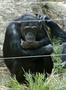 Sad chimpanzee Royalty Free Stock Photo