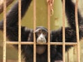 Sad chimpanzee in a cage