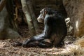 Sad chimpanzee in captivity in a zoo Royalty Free Stock Photo