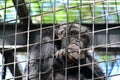 Sad chimpanzee inside a metal cage Royalty Free Stock Photo