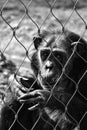 A sad chimpanzee looking from behind bars in the zoo Royalty Free Stock Photo