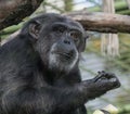 Sad Chimpanzee Portrait Royalty Free Stock Photo