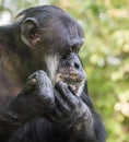 Sad Chimpanzee Portrait Royalty Free Stock Photo