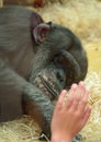 Sad chimpanzee under zoo's glass cell Royalty Free Stock Photo