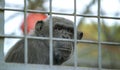 Sad chimpanzee at zoo Royalty Free Stock Photo