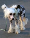 Sad Chinese Crested Dog Royalty Free Stock Photo