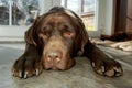 Sad Chocolate Labrador Royalty Free Stock Photo