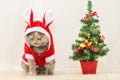 Sad christmas cat Royalty Free Stock Photo