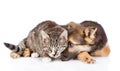 Sad crossbreed dog and tabby cat lying in front. isolated on white Royalty Free Stock Photo