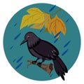 Sad crow in the rain Royalty Free Stock Photo