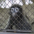 Sad crying monkey in cage Royalty Free Stock Photo
