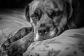 Sad Cute Dog laid on Bed Royalty Free Stock Photo