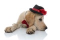 Sad cute labrador retriever puppy resting its head on paws Royalty Free Stock Photo