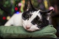 Sad, cute mongrel black and white cat lying on a soft green pill Royalty Free Stock Photo