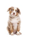 Sad cute Three months old Puppy red merle blue eyed Bastard dog, cross with an australian shepherd and unknown breed, isolated on Royalty Free Stock Photo