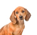 Sad dachshund dog portrait. isolated on white background Royalty Free Stock Photo