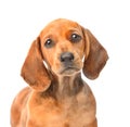 Sad dachshund dog portrait. isolated on white background Royalty Free Stock Photo