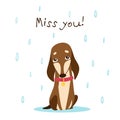 A sad dachshund stands in the rain. Lettering miss you. Drawn in cartoon style.