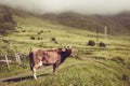 Sad dairy cow look at camera. Farm animal. Rural landscape. Farming concept. Clouds descending over georgian meadow. Copy space. G