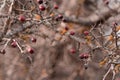 Autumn wet weather, spiderweb with waterdrops Royalty Free Stock Photo