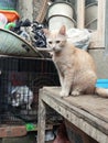 A SAD DESTROYING CAT WAITING FOR HIS HUSBAND TO GET OUT OF PRISON