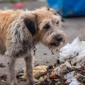 Sad, dirty dog near the garbage. World Homeless Animals Day. A hungry animal is looking for food